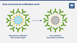 Monoclonal antibodies are a treatment that's been given emergency use authorization by the fda. What Are Monoclonal Antibodies And Can They Treat Covid 19 News Wellcome