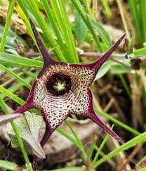 Image result for Stenostelma corniculatum