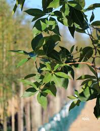 Image result for Lophostemon confertus