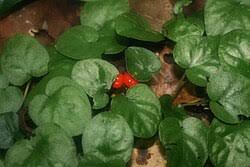 Image result for Geophila repens