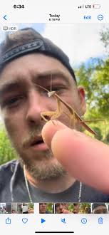 How do people feel about flies?