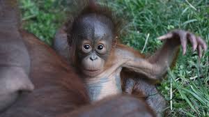 The orangutans are two species of great apes with long arms and reddish, sometimes brown, hair native to malaysia and indonesia. Orangutan Numbers Stable But Palm Oil Still A Threat Bbc News