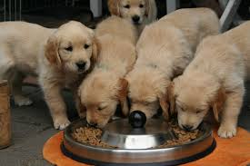 Daca observi aceste lucruri, cel mai bine este sa mergi cu cainele la un control veterinar, mai ales daca animalul este si apatic, nu se mai joaca si nu prea mai mananca. Royal Canin Vs Hills Ce Mancare Alegem Pentru Cainii Cu Probleme De Stomac The Petclub Blog