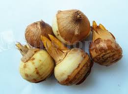 Cele mai multe specii de branduse au si un parfum delicat, astfel, ca. Bulbi Branduse Golden Yellow Crocus