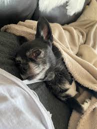 rylee nova ♡ on X: @thesmallhands_ heres a pic of my two bbs that always  make me smile 🤍 t.cos3mPkDpZW2  X