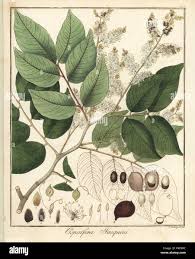 Image result for Copaifera