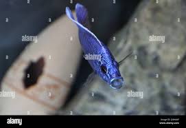 Image result for Triainolepis africana