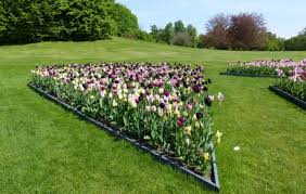 Ein spaziergang zu den tulpen mit berlingarten, dem gartenblog. Tulipan Im Britzer Garten Britzer Garten