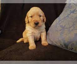 That's because this dog has lots of qualities to be a perfect family pet. View Ad Golden Retriever Litter Of Puppies For Sale Near Oklahoma Claremore Usa Adn 212207