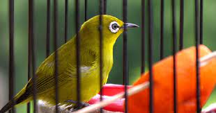 Cara membuat sangkar pleci minimalis. Cara Membuat Kandang Burung Pleci Minimalis Maupun Besar