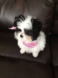 Black And White Papillon Shih Tzu Mix Papitese 4 Months Cute Puppies Papillon Mix Puppies