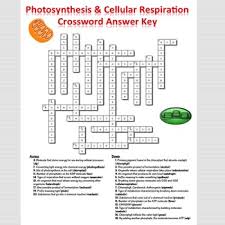 8 i can list the 5 basic steps of photosynthesis. Photosynthesis And Cellular Respiration Review Worksheet Answers Nidecmege