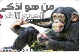 الحيوانات الأكثر ذكاءا