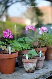 Sag Niemals Nie Pelargonien Pelargonientraume Sabine Trager Tulpenblutige Rosebud Ein Schweizer Garten Geranien Pflanzen