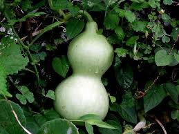 Bottle Gourd Definition And Synonyms Of Bottle Gourd In The English Dictionary