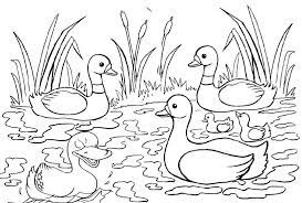 Ugly ducklings coloring page template. In Fun Duck And Duckling Coloring Pages Kids Ages 5 And Up Will Enjoy Hours Of Happy Entertainment W Coloring Pages Animal Coloring Pages Horse Coloring Pages