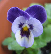 Maybe you would like to learn more about one of these? Winter Annuals University Of Florida Institute Of Food And Agricultural Sciences