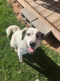 Is this your female dog. Message me