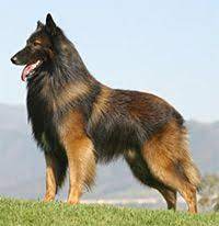 Arrow the belgian tervuren this is chloe, our belgian tervuren shepherd, last winter. Pin By Time Is Slow On Everything Dog Dog Breeds Belgian Tervuren Dogs