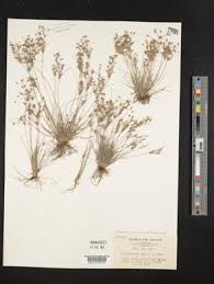 Image result for Fimbristylis squarrosa