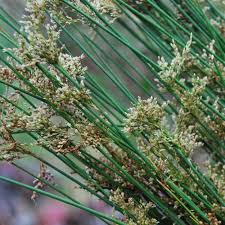Image result for Juncus kraussii