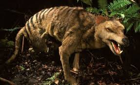 Extinct Tasmanian Tiger Could Roar Back Into Life After Dna Is Implanted Into A Mouse Tasmanian Tiger Extinct Animals Animals