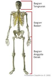 Hasil Gambar Untuk Gambar Rangka Badan Tengkorak Mini Gambar Tengkorak Kerangka