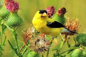 Goldfinches Use Their Small Beaks To Eat Tiny Tough Thistle Seeds Bird Beaks Bird Bird Carving