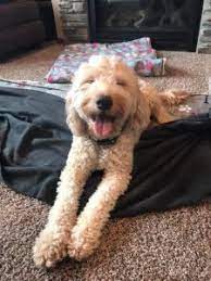 Maybe you would like to learn more about one of these? Goldendoodle Puppies In Minnesota Mn Top 5 Breeders We Love Doodles