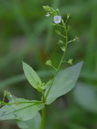 Image result for Veronica abyssinica