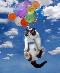Bye Bye Kitty Crazy Cats Flying Cat Cats
