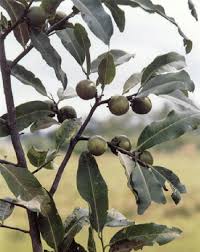 Image result for Diospyros mespiliformis