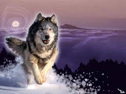 Wolves Wallpaper Wolves Wolf Wallpaper Wolf Pictures Wolf Dog