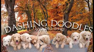 Check spelling or type a new query. Dashing Doodles Premier Goldendoodle Breeder Near Raleigh Nc