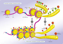 Gene Function Is Primarily Regulated By Chromatin Accessibility Methylated Cytosine Bases Are Recognised By Methyl Bindin Epigenetics Methylation Biochemistry
