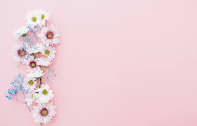 Silhouette of steel ridge hummingbirds and pink flowers 4k ultra hd wallpaper for desktop laptop tablet mobile phones. Wallpaper Flowers Chrysanthemum Pink Flowers Composition Composition Floral Images For Desktop Section Cvety Download