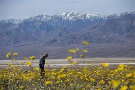 Death valley flowers after rain. Rare Death Valley Super Bloom Carpets Desert With Color