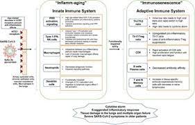 Rpp bahasa indonesia sd kelas 3 pdf. Frontiers Aging Immunity And Covid 19 How Age Influences The Host Immune Response To Coronavirus Infections Physiology