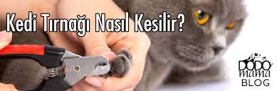 Kedi Tirnaklari Nasil Kesilir