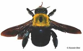 Stepping on the nest may agitate the wasps and they may sting in defense. How To Identify A Bumble Bee