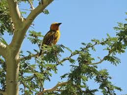 RÃ©sultat de recherche d'images pour "images oiseaux branches"
