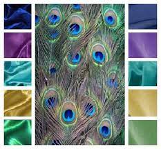 There are two species in this genus: Peacock Inspired Color Scheme I Love This For A Cabana Themed Addition With Open Fireplace And Bar Ki Peacock Color Scheme Peacock Color Palette Peacock Color