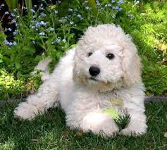 Check out size, food, health problems & much more about goldendoodle puppies. Are Doodle Dogs Worth Their Price Reuters