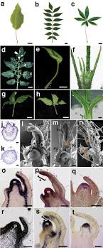 We did not find results for: The Expression Domain Of Phantastica Determines Leaflet Placement In Compound Leaves Nature