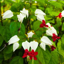 Image result for Clerodendrum rotundifolium