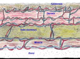 Meaning and definitions of eschar, translation of eschar in sanskrit language with similar and opposite words. Wound And Pressure Ulcer Management