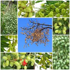 Neem oil is most effective when used as a preventive, meaning that you spray every crop regardless of whether or not i have heard fruit and vegetable growers say that it can be carcinogenic. Pure Neem Oil For Plants The Healthy Pesticide