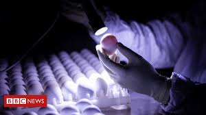 Between february 17 and april of this year, over eight weeks, about. Os Desafios Da Butanvac Que Vai Usar 20 Milhoes De Ovos De Galinha Para Produzir 40 Milhoes De Vacinas Bbc News Brasil
