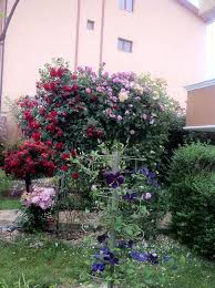 1 Rozi V Nashite Gradini 2019 Stranica 25 Forum Hobbykafe Com Plants Garden Red Peppercorn