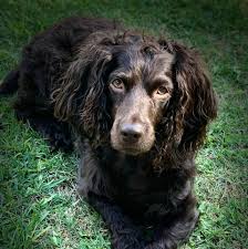 To reserve a puppy ask us to send us you an invoice. Altamaha S Boykin Spaniels Home Facebook
